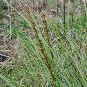 Carex appressa at Goulburn, NSW - 21 Aug 2024