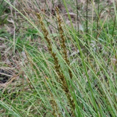 Carex appressa (Tall Sedge) at Goulburn, NSW - 21 Aug 2024 by trevorpreston