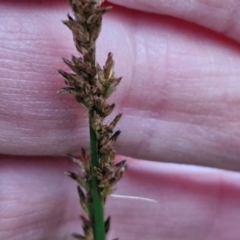 Carex appressa at Goulburn, NSW - 21 Aug 2024