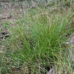 Carex appressa at Goulburn, NSW - 21 Aug 2024