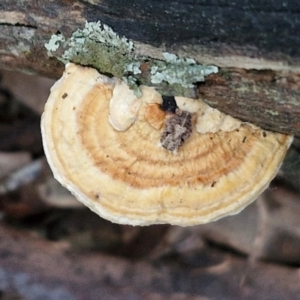 Truncospora ochroleuca at Goulburn, NSW - 21 Aug 2024