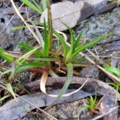 Juncus articulatus subsp. articulatus (Jointed Rush) at Goulburn, NSW - 21 Aug 2024 by trevorpreston