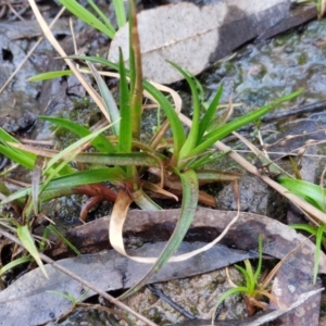 Juncus articulatus subsp. articulatus at Goulburn, NSW - 21 Aug 2024