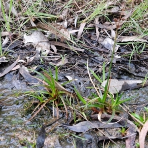 Juncus articulatus subsp. articulatus at Goulburn, NSW - 21 Aug 2024