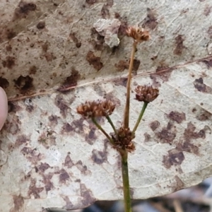 Juncus articulatus subsp. articulatus at Goulburn, NSW - 21 Aug 2024