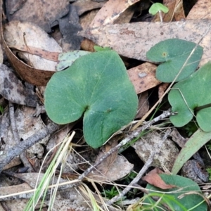 Acianthus collinus at Goulburn, NSW - suppressed