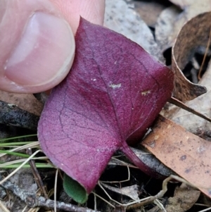 Acianthus collinus at Goulburn, NSW - suppressed