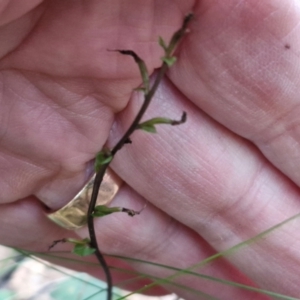 Acianthus collinus at Goulburn, NSW - suppressed