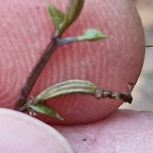 Acianthus collinus at Goulburn, NSW - suppressed