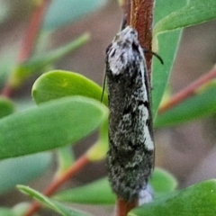 Philobota stella (A concealer moth) at Goulburn, NSW - 21 Aug 2024 by trevorpreston