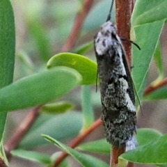 Philobota stella at Goulburn, NSW - 21 Aug 2024 04:50 PM