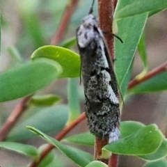 Philobota stella at Goulburn, NSW - 21 Aug 2024 04:50 PM