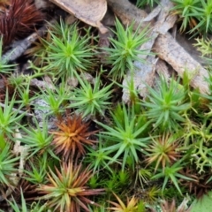 Polytrichaceae sp. (family) (A moss) at Goulburn, NSW - 21 Aug 2024 by trevorpreston