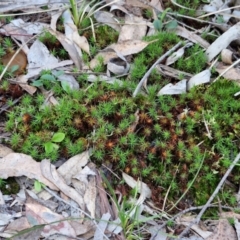 Polytrichaceae sp. (family) at Goulburn, NSW - 21 Aug 2024