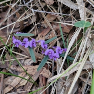 Hovea heterophylla at Goulburn, NSW - 21 Aug 2024