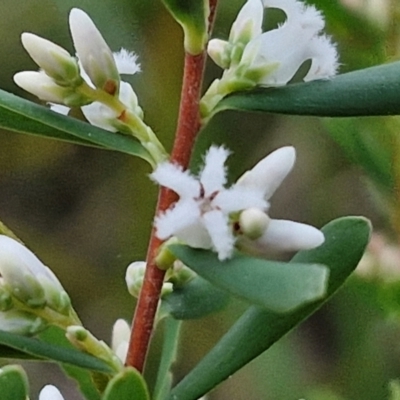 Styphelia mutica (Blunt Beard-heath) at Goulburn, NSW - 21 Aug 2024 by trevorpreston