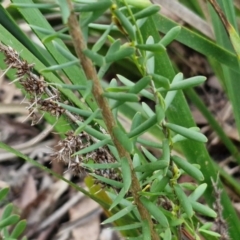 Styphelia mutica at Goulburn, NSW - 21 Aug 2024 04:45 PM