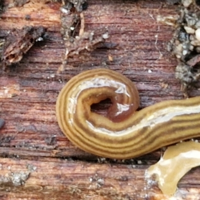 Fletchamia quinquelineata (Five-striped flatworm) at Goulburn, NSW - 21 Aug 2024 by trevorpreston