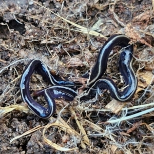 Caenoplana coerulea at Goulburn, NSW - 21 Aug 2024 04:40 PM