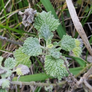 Marrubium vulgare at Goulburn, NSW - 21 Aug 2024