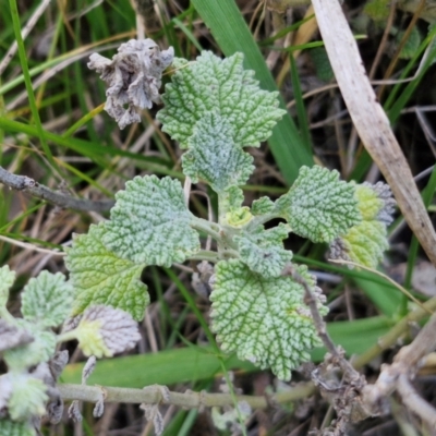 Marrubium vulgare (Horehound) at Goulburn, NSW - 21 Aug 2024 by trevorpreston