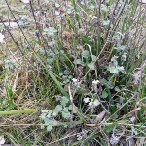 Marrubium vulgare at Goulburn, NSW - 21 Aug 2024