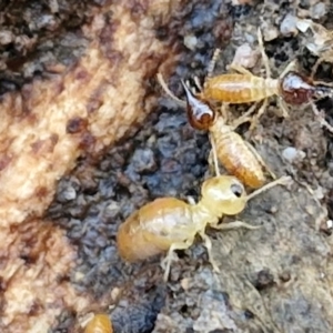 Nasutitermes exitiosus at Goulburn, NSW - suppressed