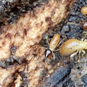 Nasutitermes exitiosus at Goulburn, NSW - suppressed