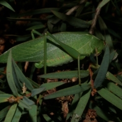 Tettigoniidae (family) at Freshwater Creek, VIC - 29 Mar 2022 by WendyEM