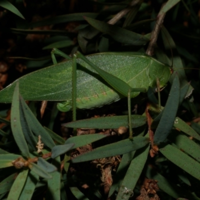 Tettigoniidae (family) at Freshwater Creek, VIC - 29 Mar 2022 by WendyEM