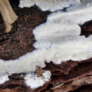 zz flat polypore - white(ish) at Goulburn, NSW - 21 Aug 2024