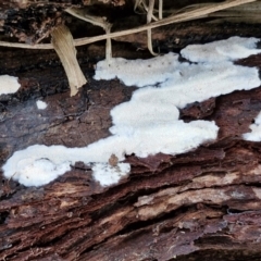 zz flat polypore - white(ish) at Goulburn, NSW - 21 Aug 2024 04:37 PM