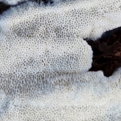 zz flat polypore - white(ish) at Goulburn, NSW - 21 Aug 2024