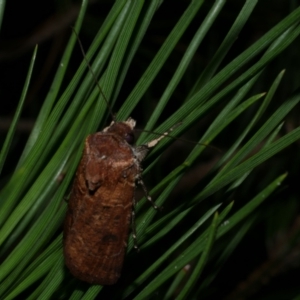 Agrotis porphyricollis at Freshwater Creek, VIC - 29 Mar 2022