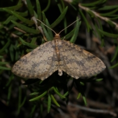 Poecilasthena scoliota (A Geometer moth (Larentiinae)) at Freshwater Creek, VIC - 29 Mar 2022 by WendyEM