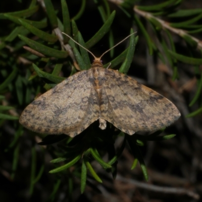 Poecilasthena scoliota (A Geometer moth (Larentiinae)) at Freshwater Creek, VIC - 29 Mar 2022 by WendyEM