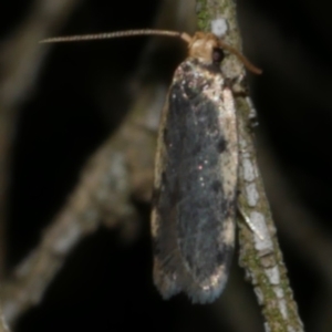 Hoplostega ochroma at Freshwater Creek, VIC - 29 Mar 2022