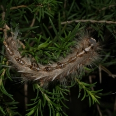 Porela delineata (Lined Porela) at Freshwater Creek, VIC - 29 Mar 2022 by WendyEM