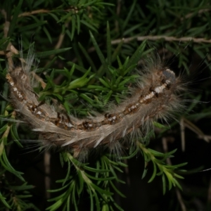 Porela delineata at Freshwater Creek, VIC - 29 Mar 2022