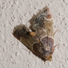Pyralis farinalis (Meal Moth (Pyralinae) at Freshwater Creek, VIC - 7 Mar 2022 by WendyEM