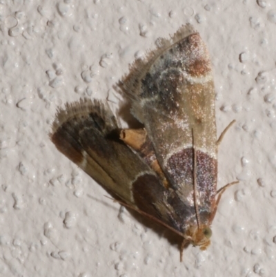 Pyralis farinalis (Meal Moth) at Freshwater Creek, VIC - 7 Mar 2022 by WendyEM