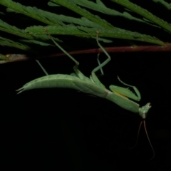 Mantodea (order) at Freshwater Creek, VIC - 2 Mar 2022 by WendyEM