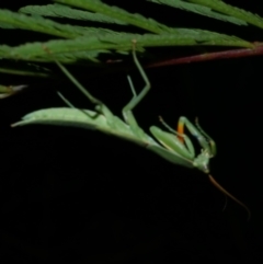 Orthodera ministralis at Freshwater Creek, VIC - 2 Mar 2022 10:03 PM