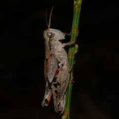 Phaulacridium vittatum at Freshwater Creek, VIC - 2 Mar 2022 by WendyEM