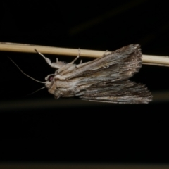 Persectania ewingii (Southern Armyworm) at Freshwater Creek, VIC - 2 Mar 2022 by WendyEM