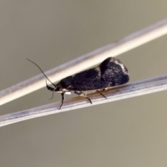 Leistomorpha brontoscopa (A concealer moth) at Aranda, ACT - 17 Sep 2023 by KorinneM