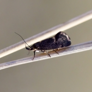 Leistomorpha brontoscopa at Aranda, ACT - 17 Sep 2023