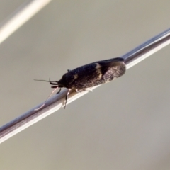 Leistomorpha brontoscopa at Aranda, ACT - 17 Sep 2023