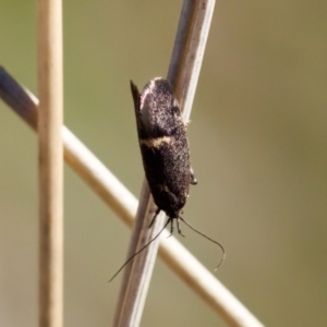 Leistomorpha brontoscopa at Aranda, ACT - 17 Sep 2023