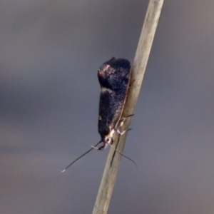 Leistomorpha brontoscopa at Aranda, ACT - 17 Sep 2023